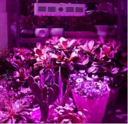 Bestva DC Grow Light 1000w Review