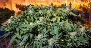 How To Hide The Weed Smell When Growing Marijuana?