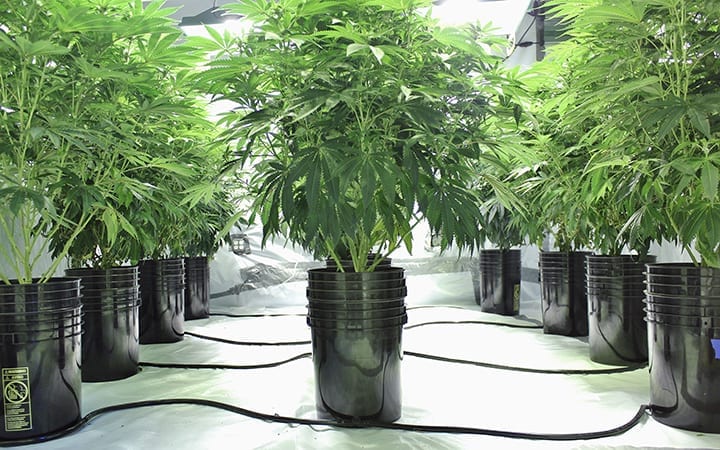 Marijuana growing in hydroponics system