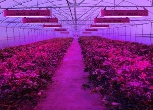 King Plus 1200W grow room