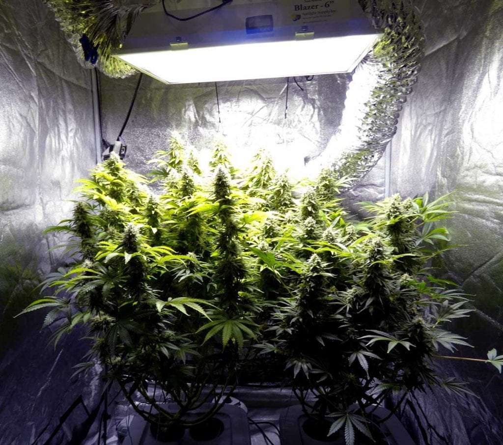 Best 3x3 grow tent review of 2019