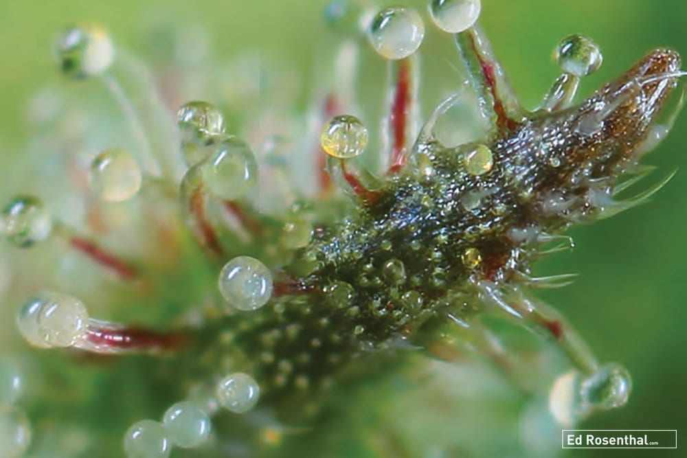 Ripened trichome of ripe cannabis bud ready to harvest