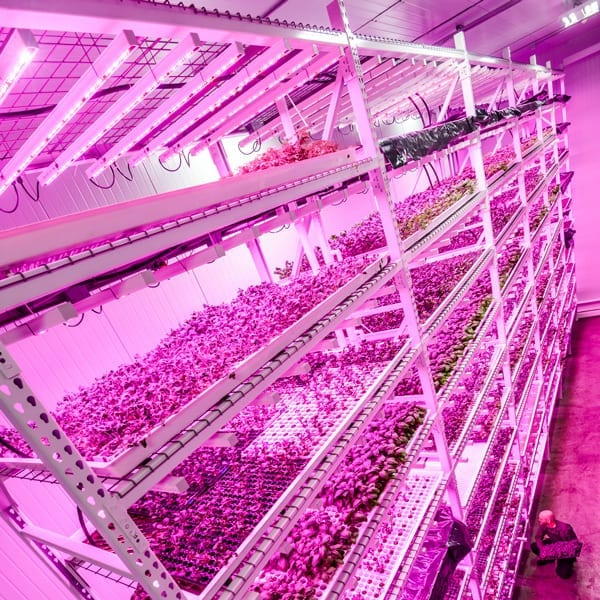 LED Grow Lights Pros and Cons