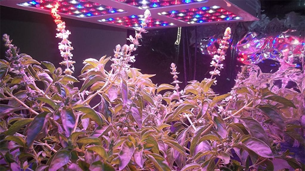 LED grow light Pros and cons