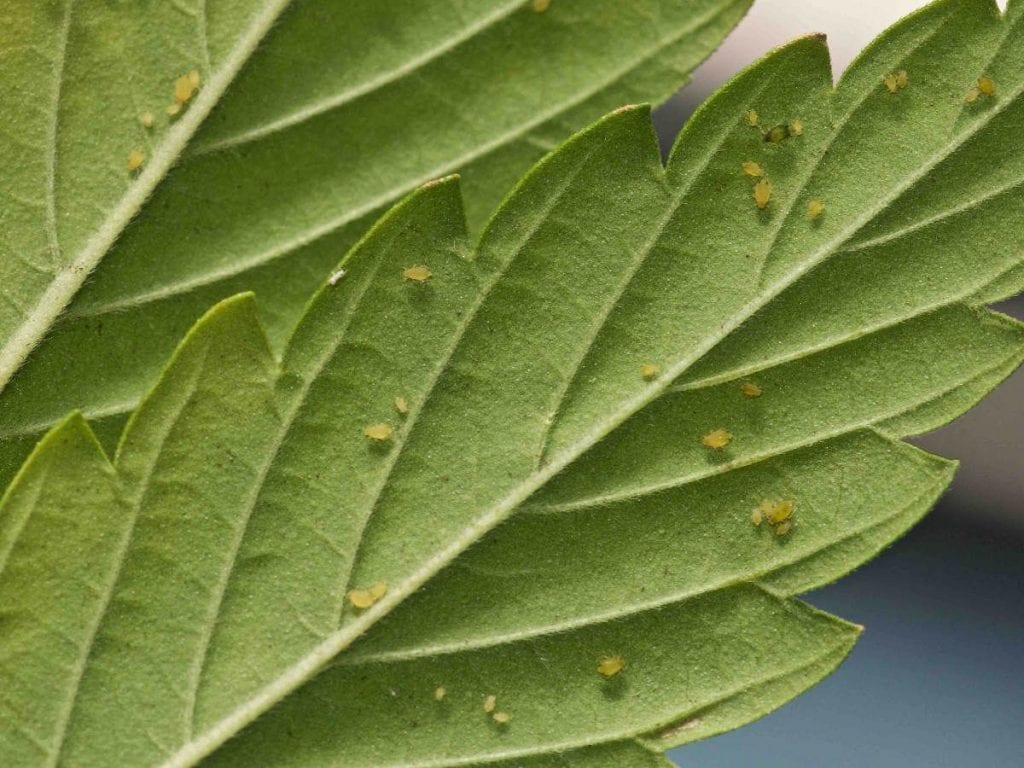 Cannabis pests, bugs and viruses for indoor growers