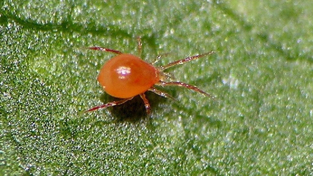 Red spider Cannabis bug