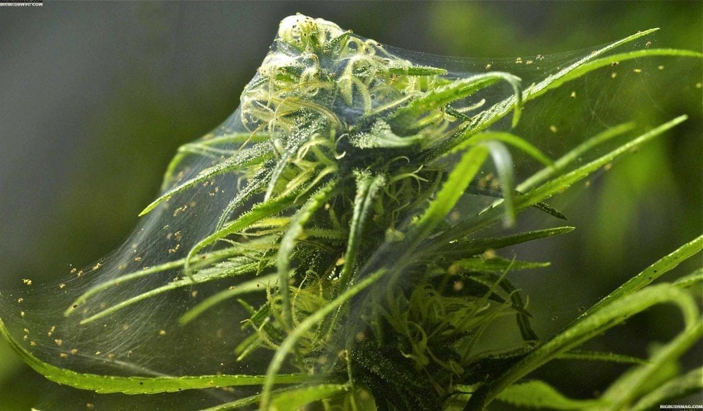 Spider mites cannabis