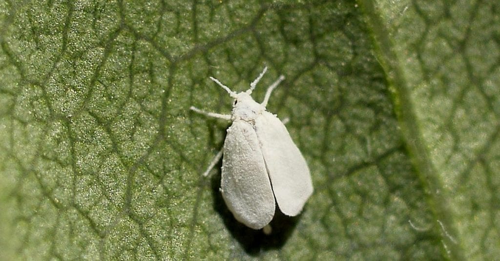 White fly cannabis bugs