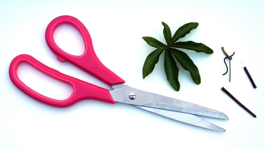 trimming cannabis