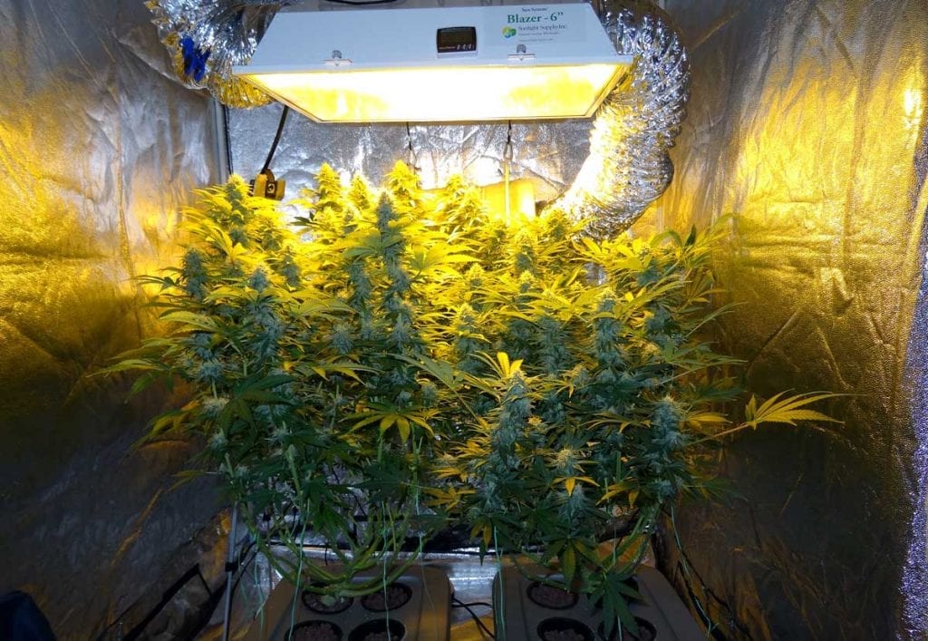 600W HPS lamp Cannabis