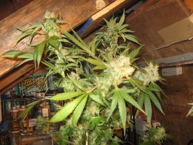 Attic Grow Room