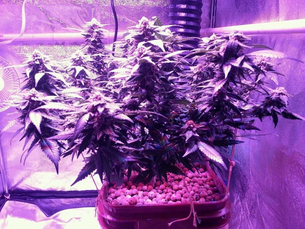 Best 600w led grow lights for growing cannabis