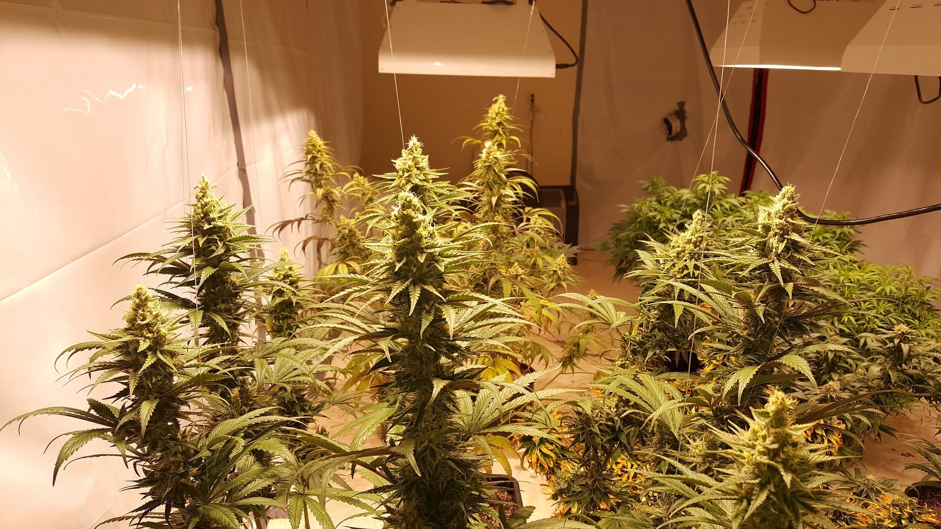 How To Set Up A Grow Room The Best Grow Room Setup