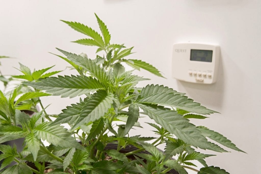 Cannabis Humidity