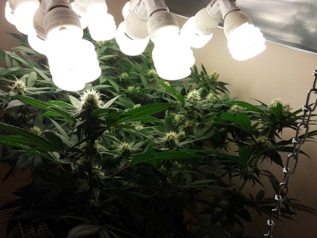 Grow Cannabis with CFLs