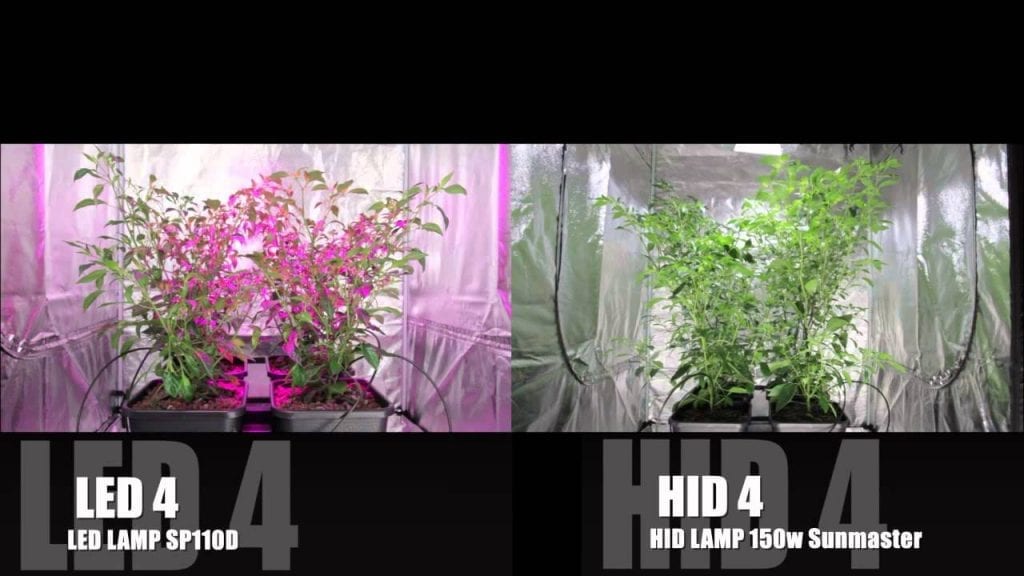 HID and LED lights