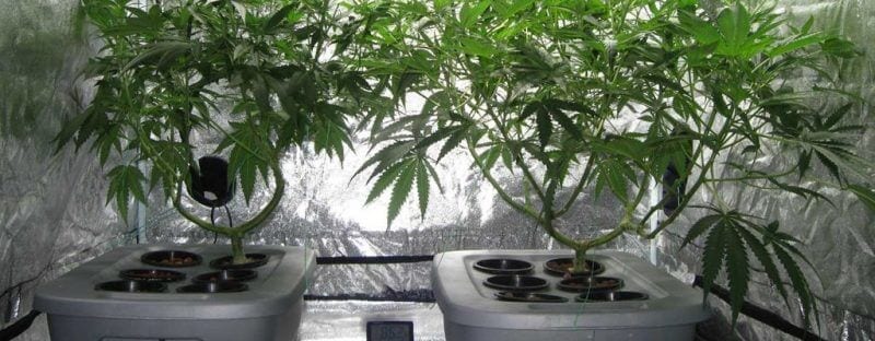 Hydroponic Systems Cannabis