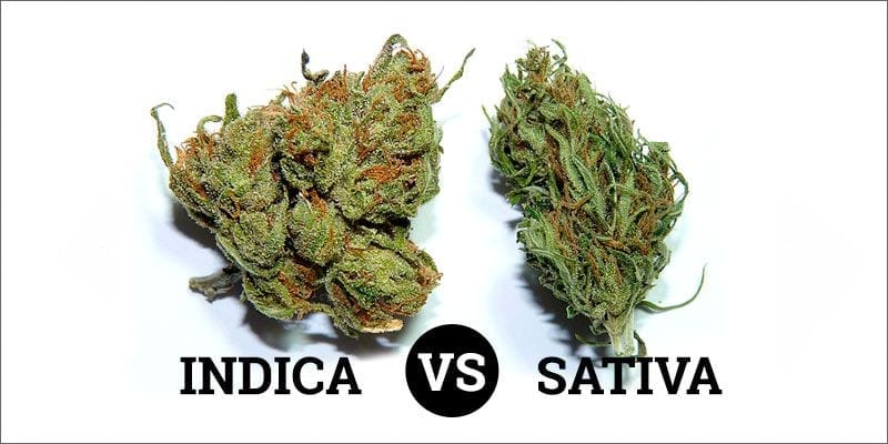 Indica vs Sativa Buds