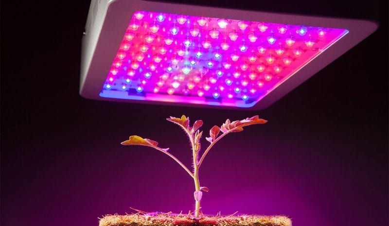 Ligth Spectrum 1000w led grow light