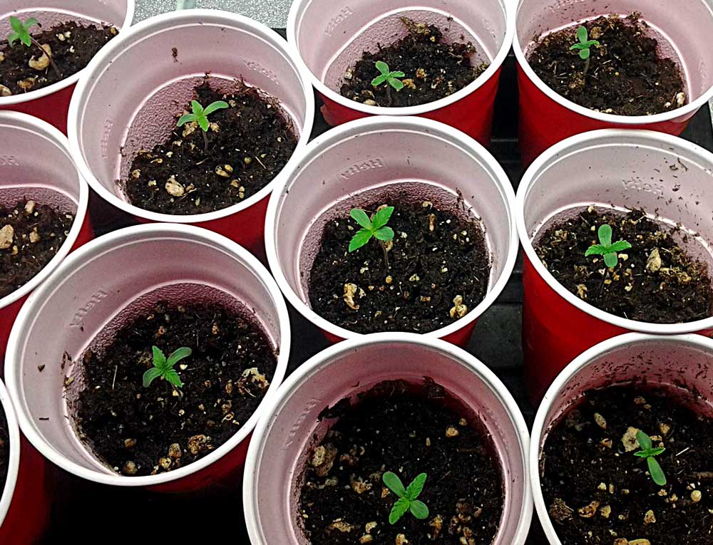 Seed starters Grow Equipment
