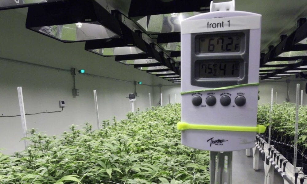 cannabis temperature