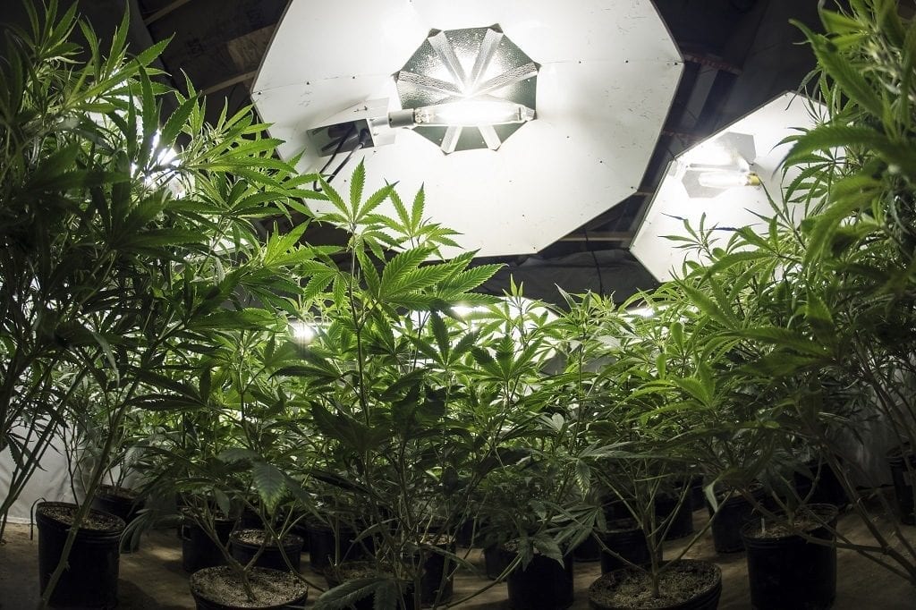 grow tent for cannabis