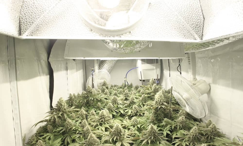 10x10 grow tent for marijuana