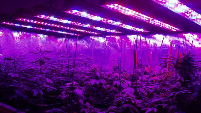 led grow light marijuana