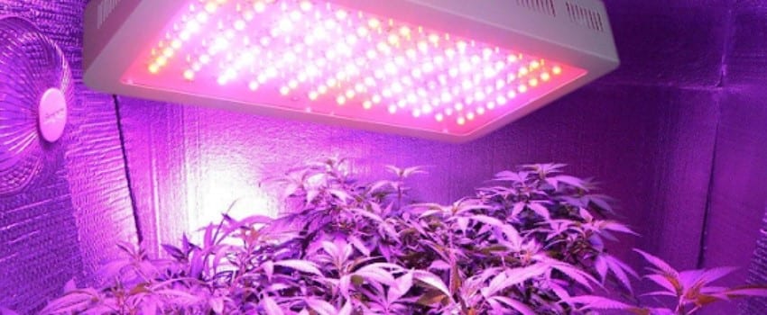 led grow lights