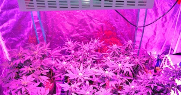 led lights for growing marijuana