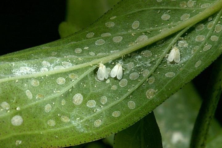 marijuana pests