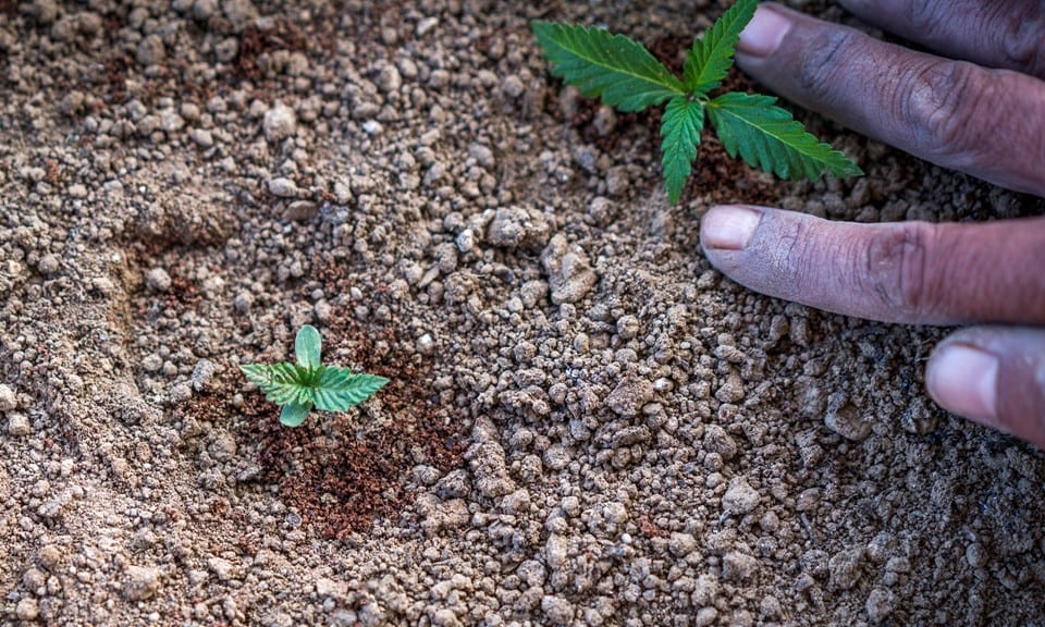 nutrients for marijuana growth