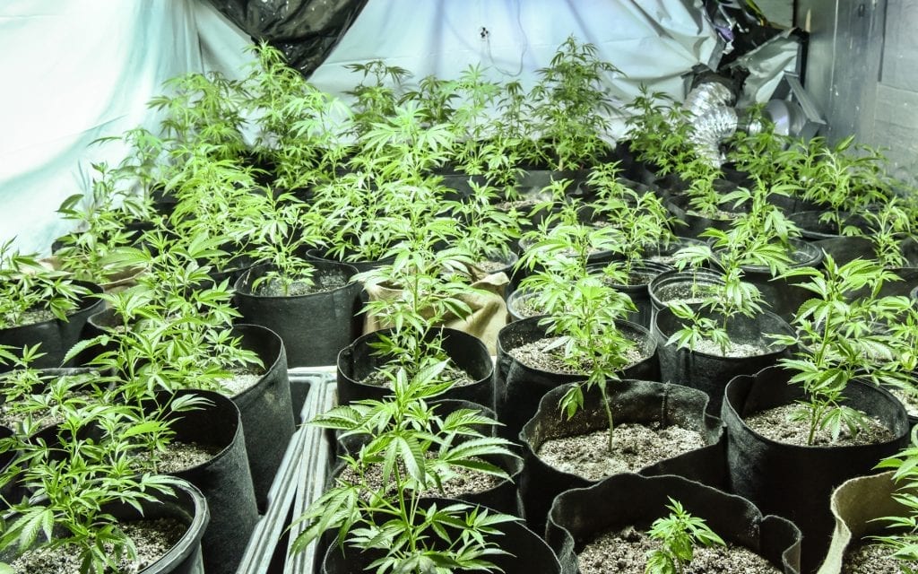 pots and containers grow equipment