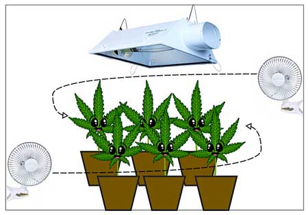 Grow Equipment What Do I Need When Growing Weed Growyour420