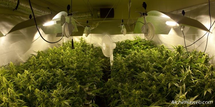 ventilation for marijuana grow rooms