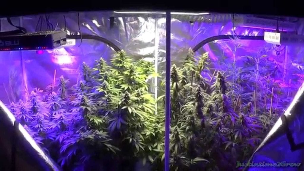 8x8 grow tent