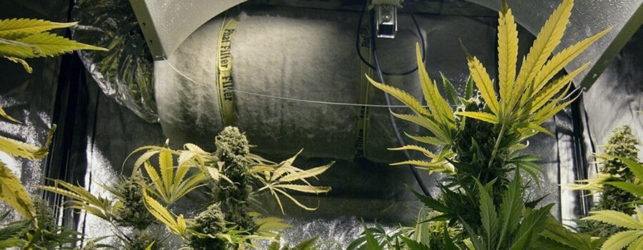Carbon Filter in Cannabis Grow Room