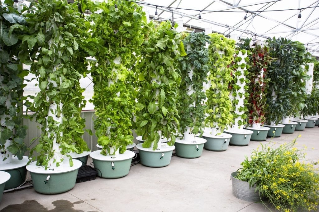 Hydroponic Tower Garden