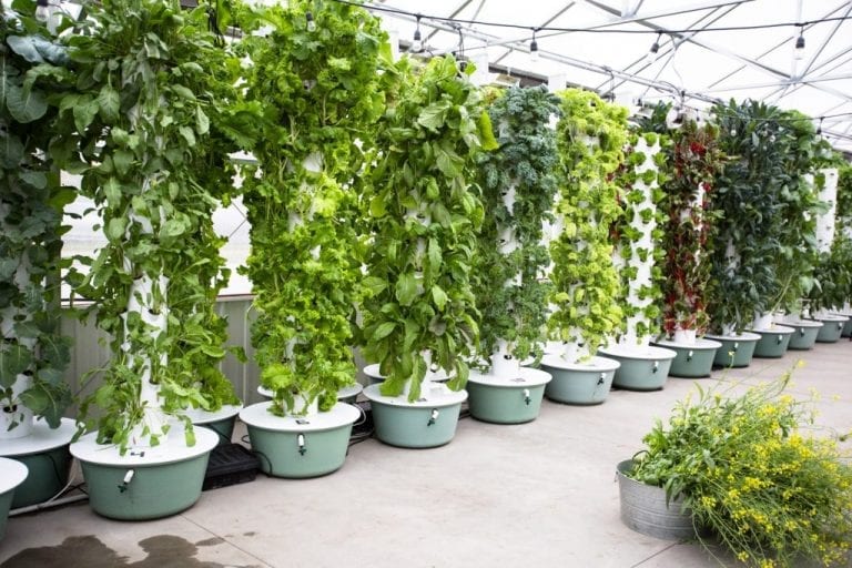 10 Best Hydroponic Systems for Weed GrowYour420