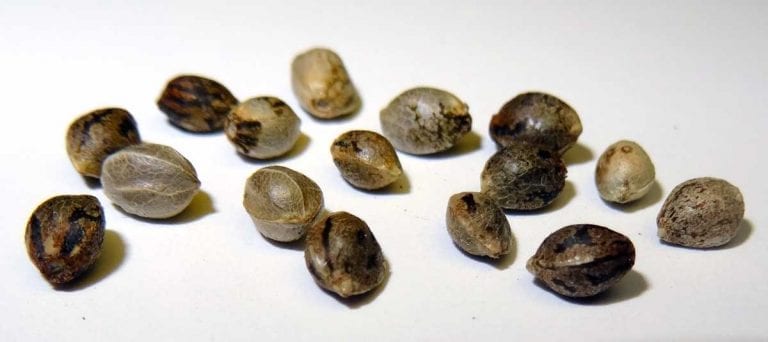 Marijuana Seeds