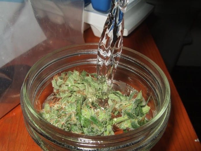 curing cannabis with water