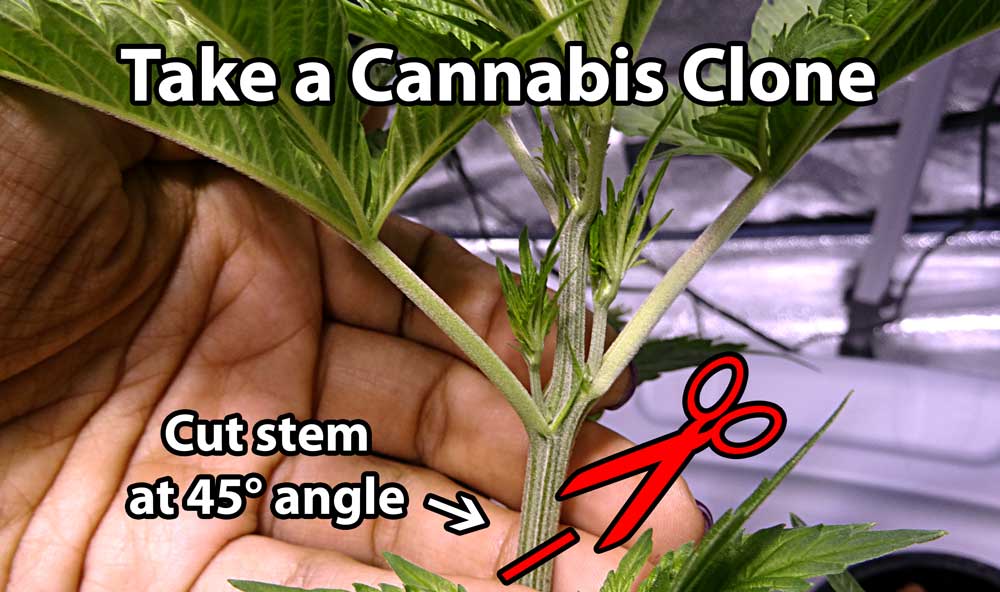 cutting cannabis clone