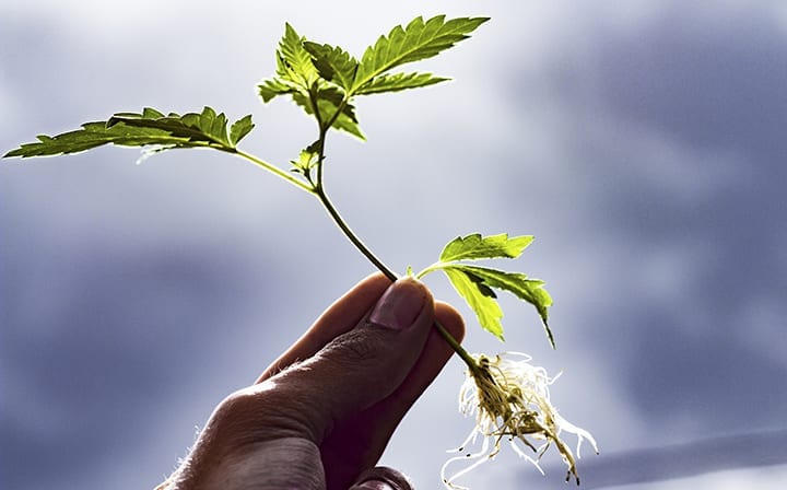 how to clone cannabis