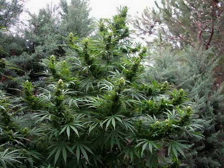 how to grow marijuana with organic super soil
