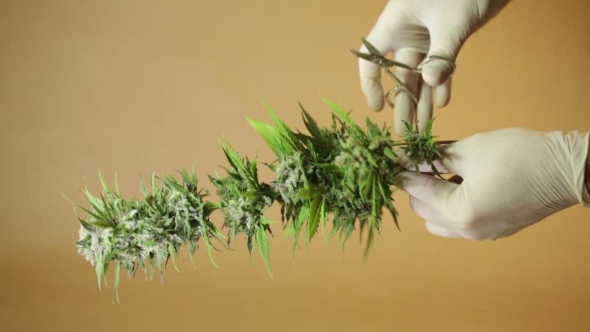 trimming marijuana