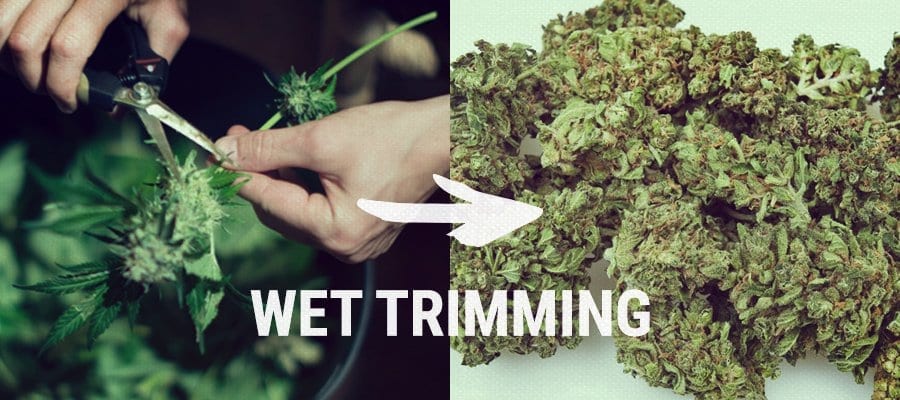 wet trimming