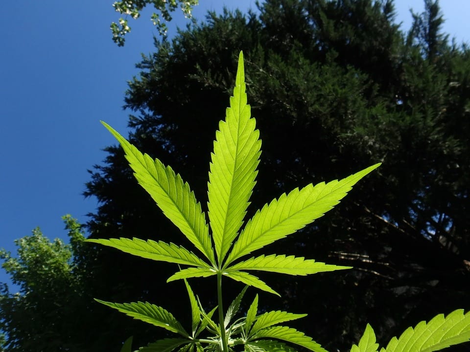5x10 grow tent - marijuana sunlight