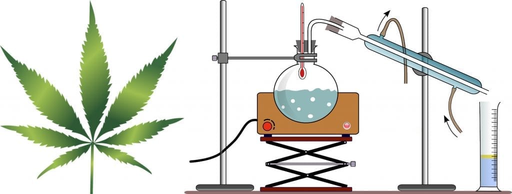 Cannabis distillation process