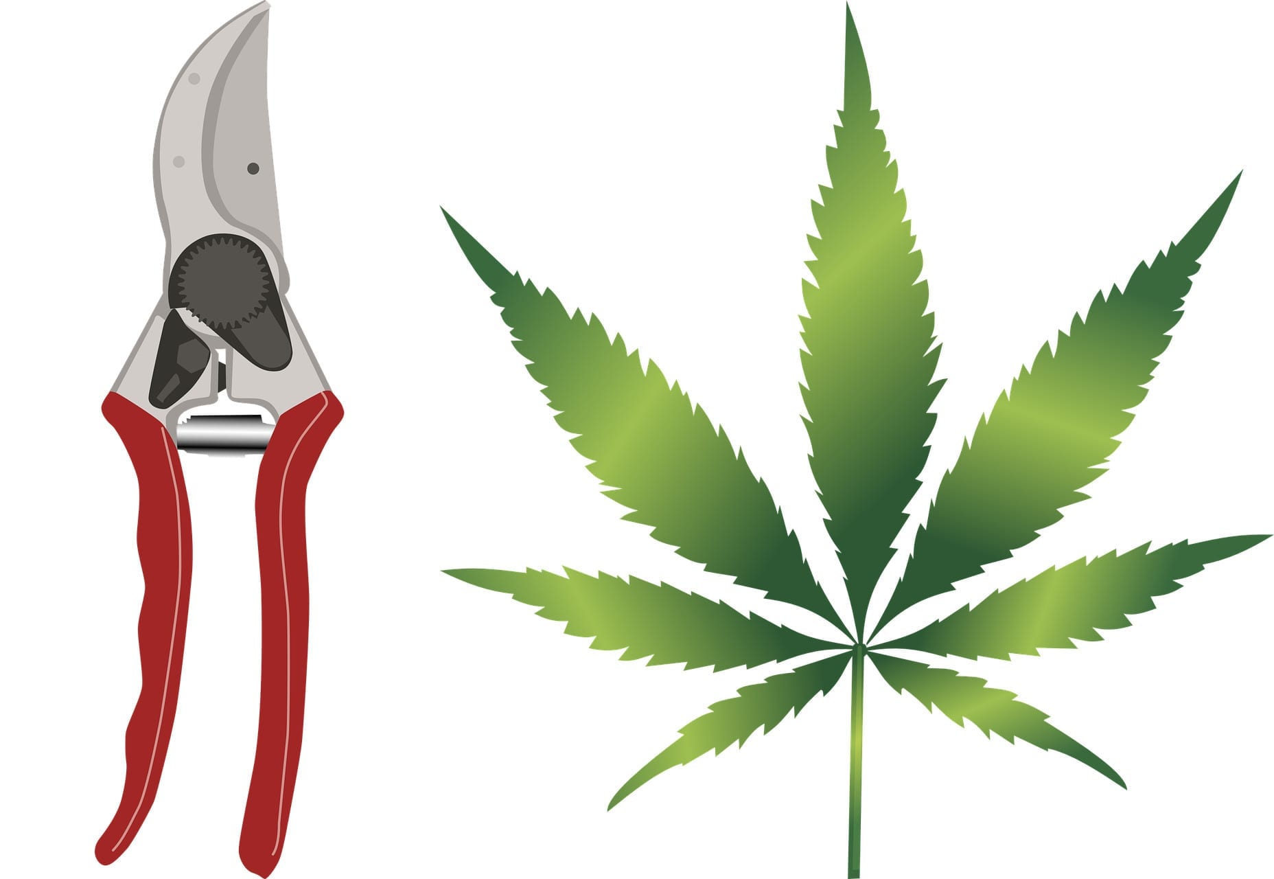 Fimming vs Topping | Pruning Cannabis Techniques