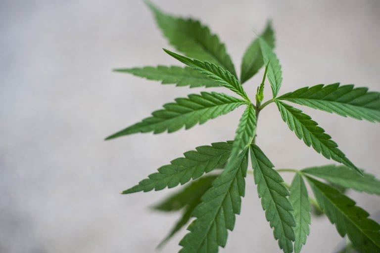 Phosphorus Deficiency Cannabis Plants How to fix it